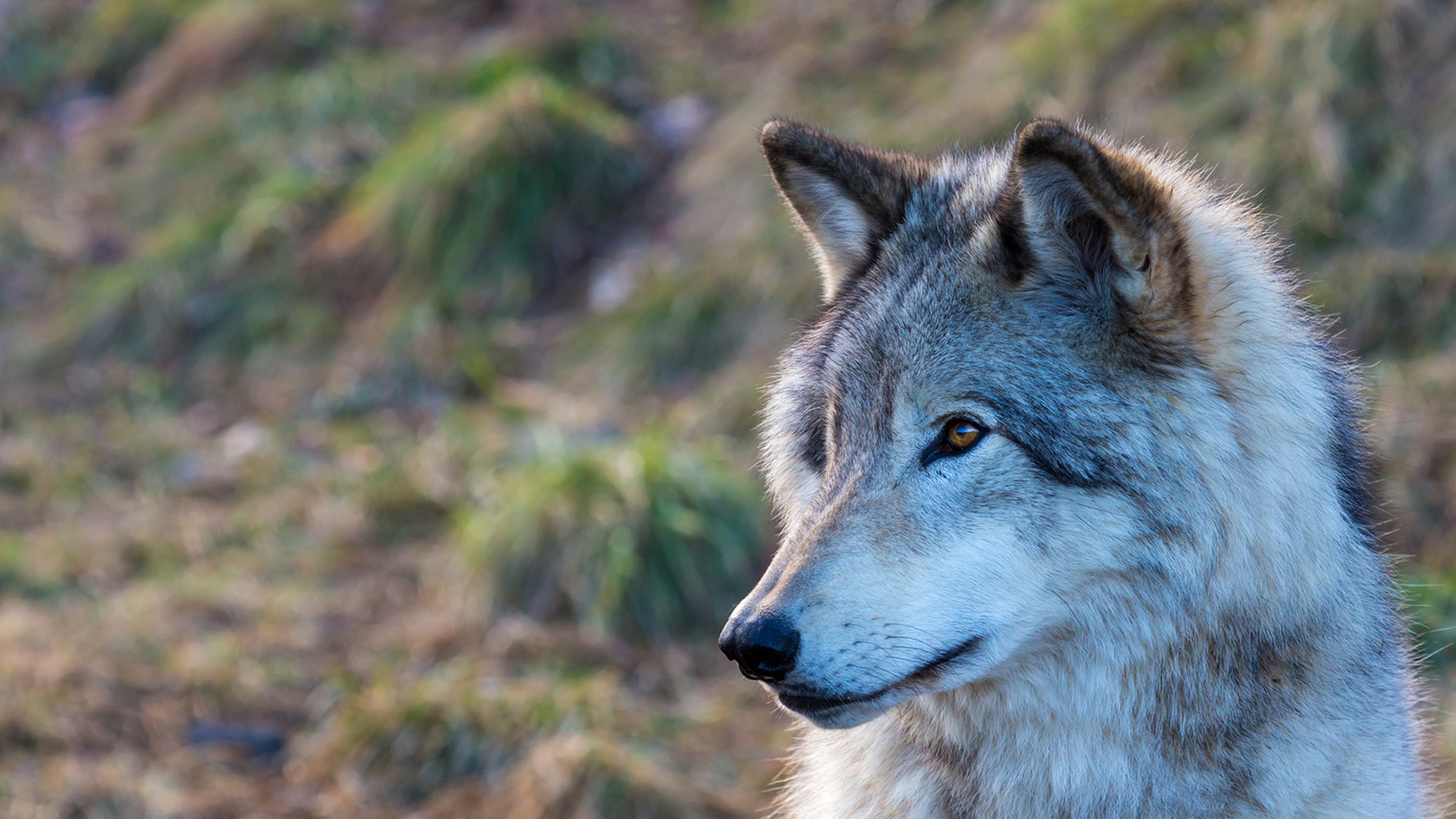 Algonquin Park Wolf Howls