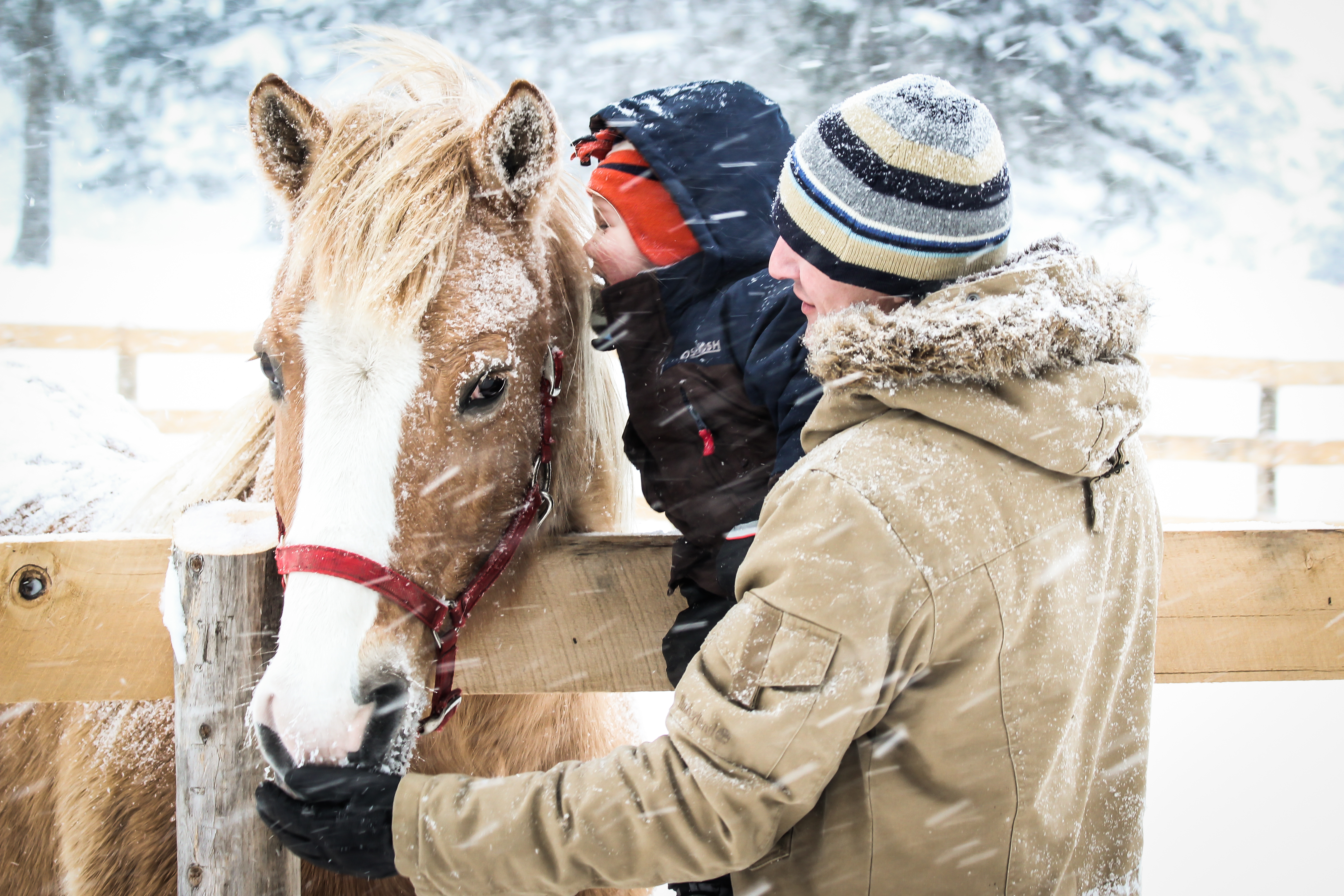 stables-winter