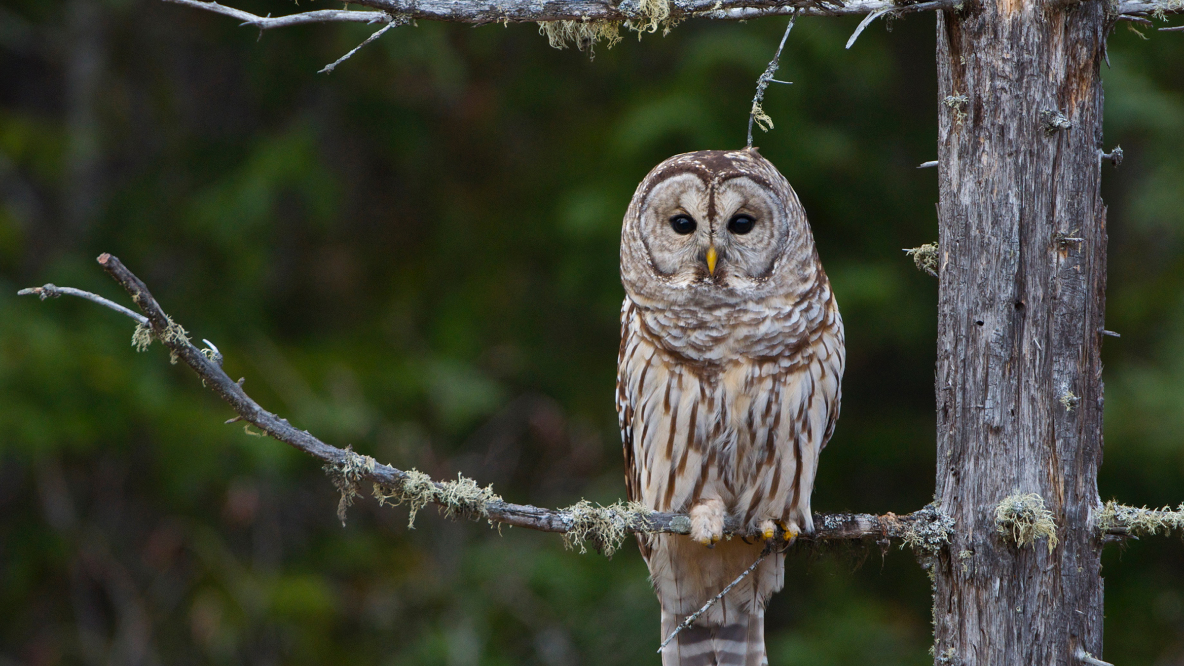 Owl Prowl with Robin Tapley at Deerhurst Resort