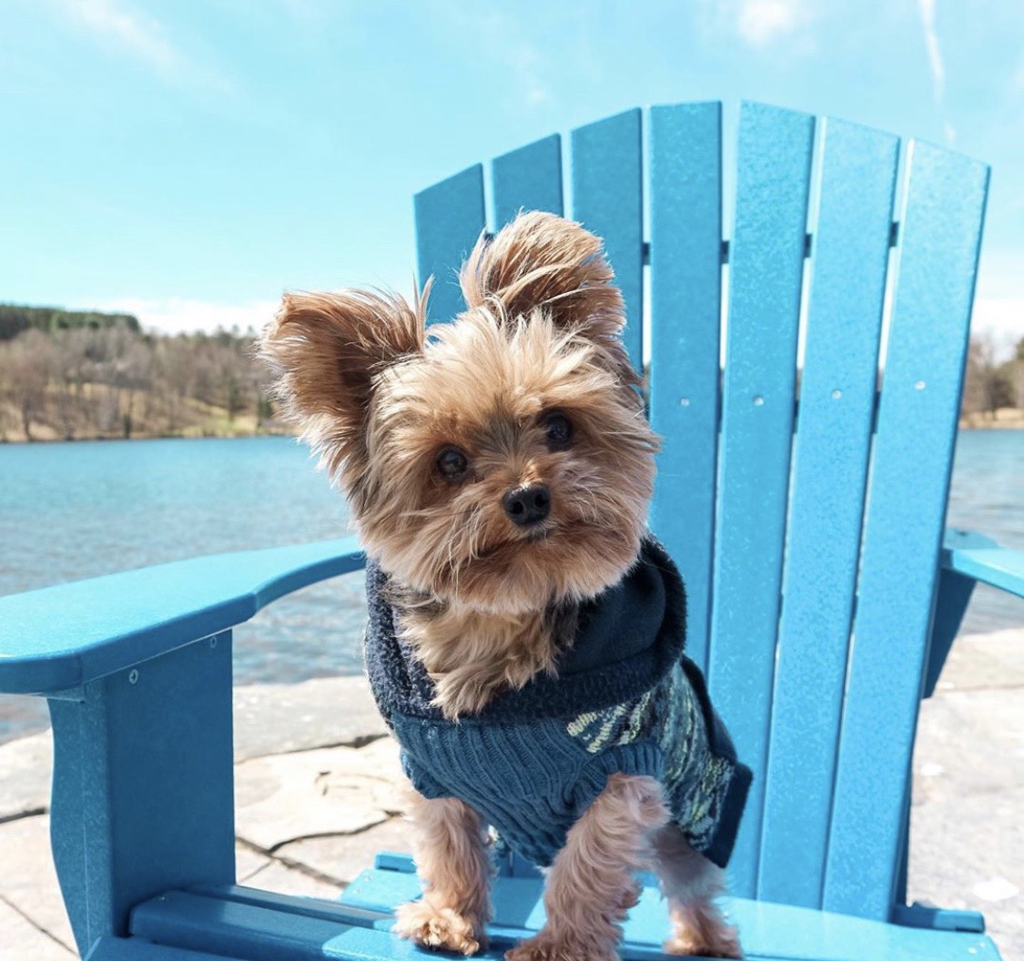 Pet Friendly Policy - Deerhurst Resort - Muskoka