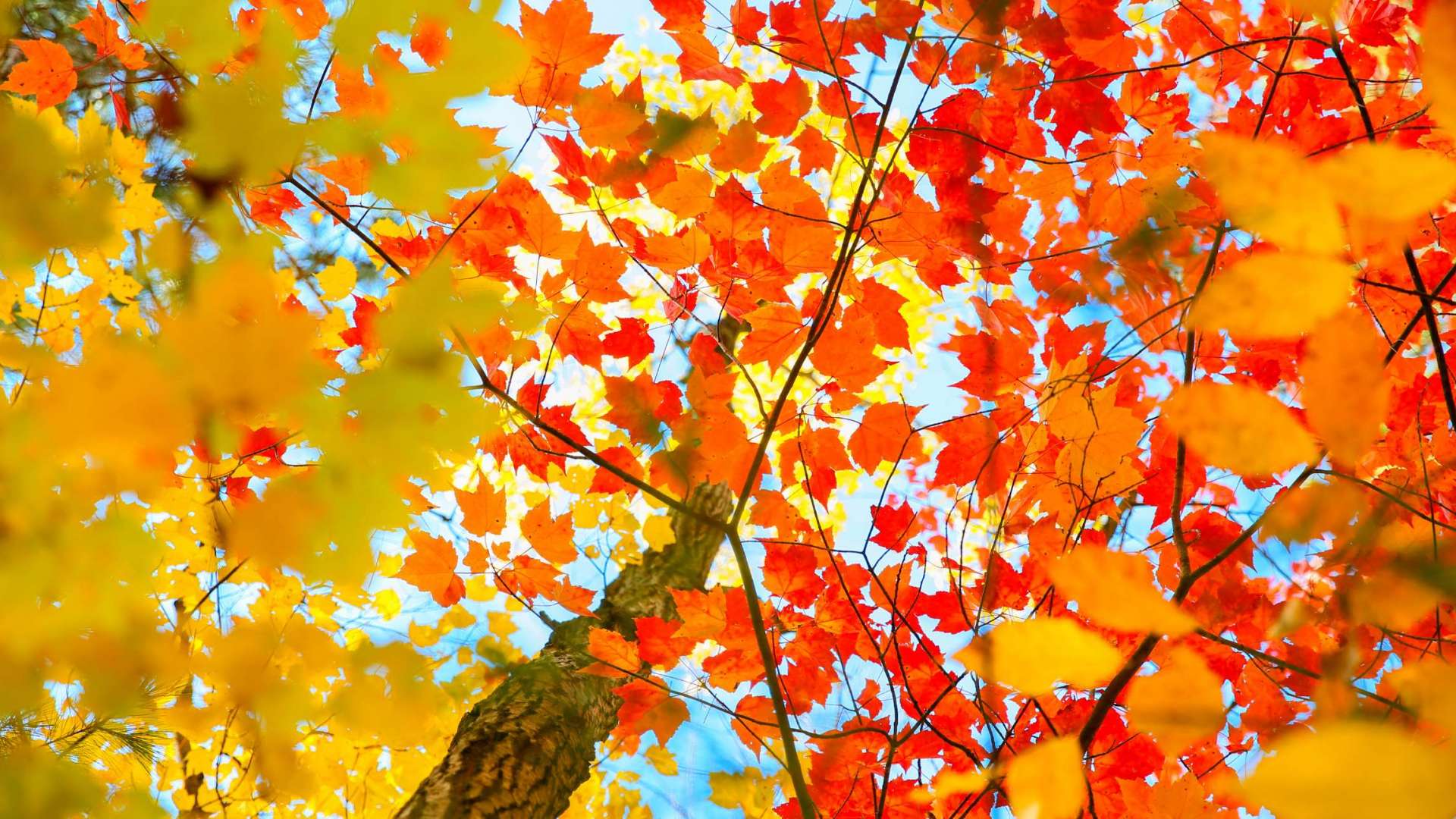 Muskoka Fall Colour Hot Spots